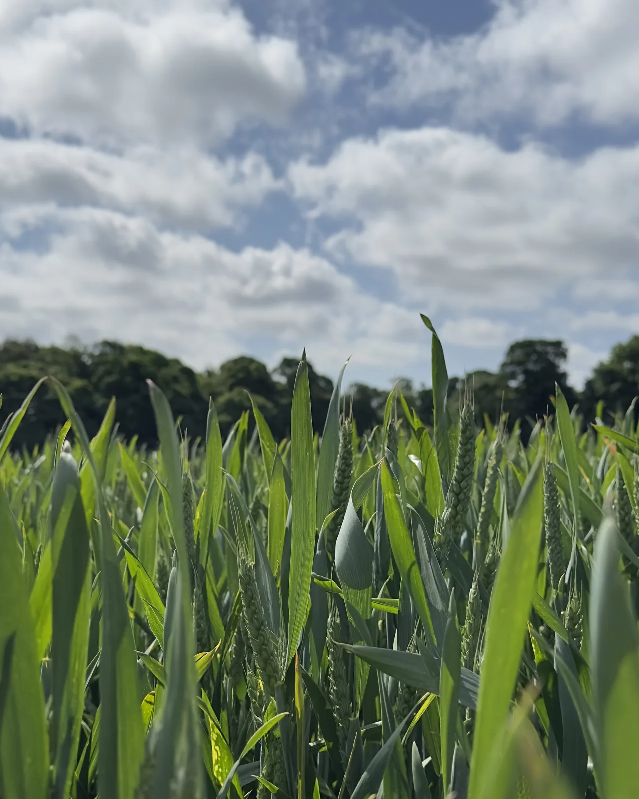 Real photograph of a wheat field under a cloudy sky